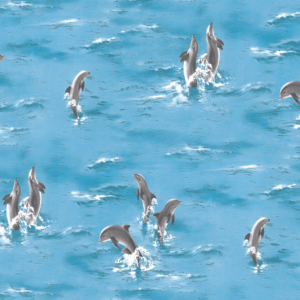 Giấy Dán Tường – A+A – 8014 - For kids